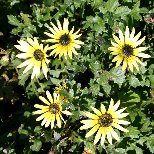 Capeweed